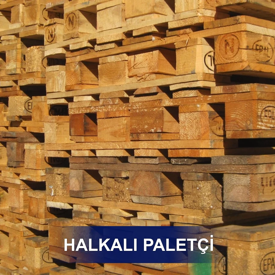 Halkalı Paletçi